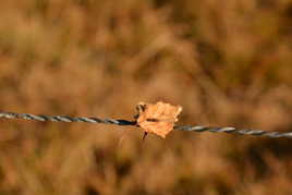 La feuille prise au piège