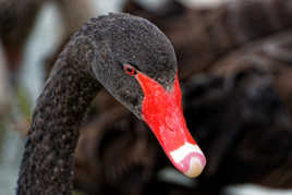 Cygne noir