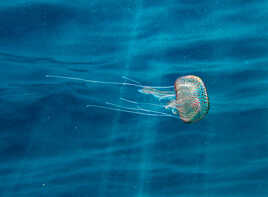 Pelagia noctiluca.......