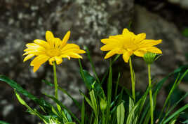 Le jaune est mis.