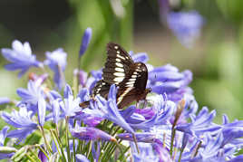 Bain de fleurs pour le papillon