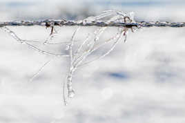 Le cavalier des glaces