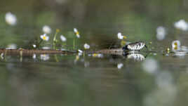 Parmi les renoncules aquatique