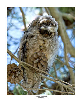 Hibou moyen duc juvénile curieux