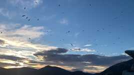 Le ballet des vautours.