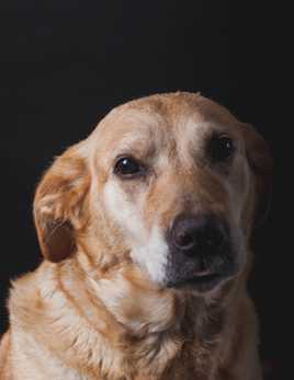 Un après midi de chien