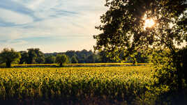 Coucher sur tournesols