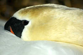 Portrait de Cygne