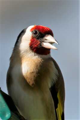 N'oubliez pas de compter les oiseaux du jardin ce week end.