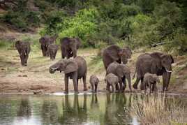 Eléphant d'Afrique au point d'eau