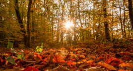 Feuilles de braise