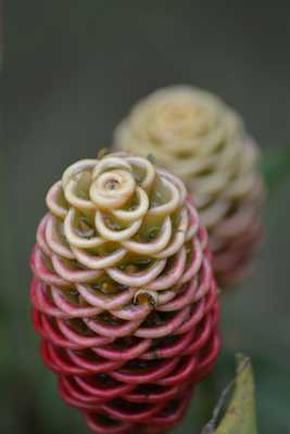 Une Fleur a Balata