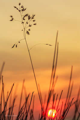 Coucher dans l'herbe