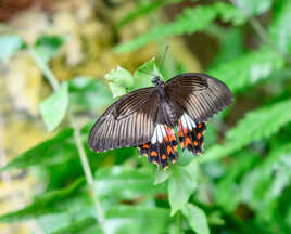 Andalousie, papillon 4