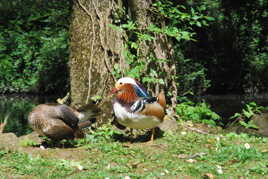 Canards mandarins