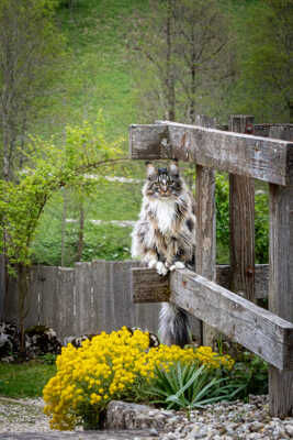 Le chat