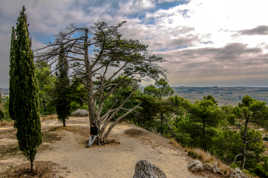 au pied de mon arbre