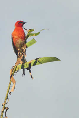 perché sur une branche
