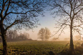 Verger dans la brume