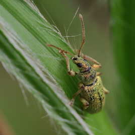 Charançon pailleté