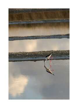 Echasse blanche dans les marais salants.