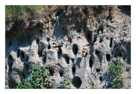 Retour des guêpiers