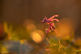 Quand tout devient or