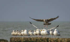 Faites moi une p'tite place