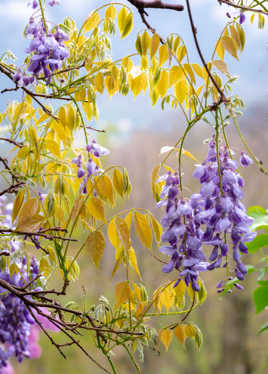 Fenêtre printanière