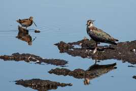 Bécassine et vanneau