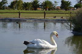 Cygne au plan d'eau