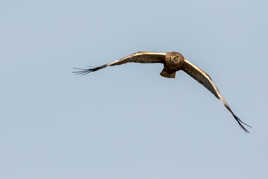 Busard des roseaux mâle