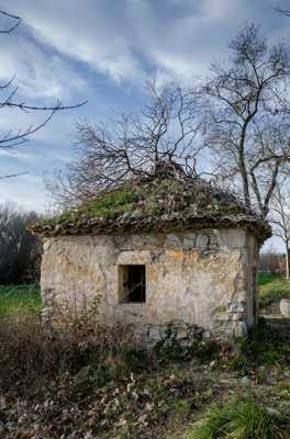 Un arbre sur le toit