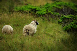 lambs in the grass