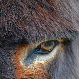 Mon oeil de petit Ane