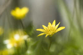 Une parmi les autres (4)