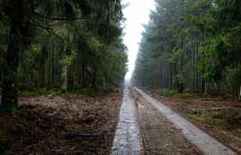 Le chemin forestier