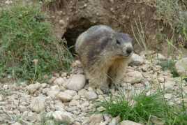 Marmotte du Queyras