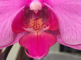 orchidee
