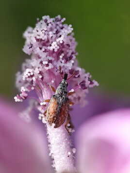 Charançon sur étamines de mauve