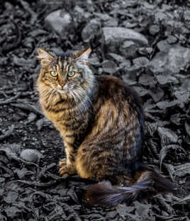 Regard perçant