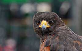 Regard d'oiseau 2