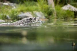 Tête de loutre