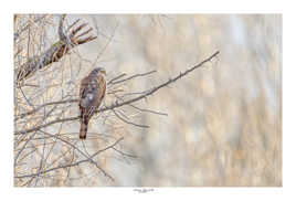 Epervier d'Europe femelle