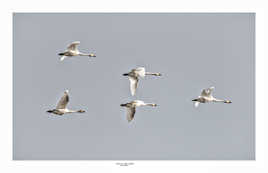 Vol de Cygnes de Bewick en Camargue
