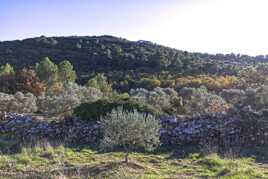 Olivier en Provence