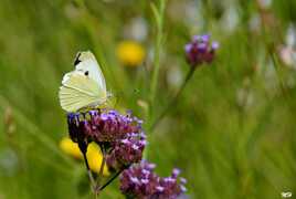 Papillon de juillet