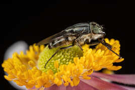 Mouche sur Anémone