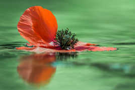 Coquelicot sur l'eau