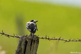 Sa chatouille, sa grattouille